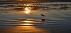 beautiful evening light on the shore with a bird dancing in the wave