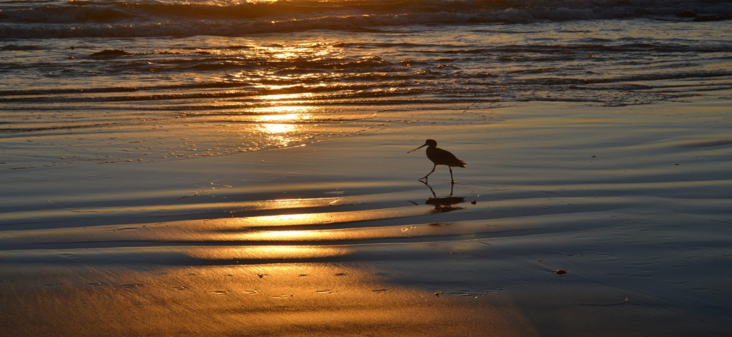 sea shore with a bird playing in the water
