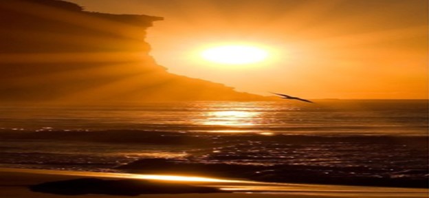 soaring in the amber hues of the sun over the ocean