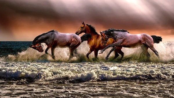 wild horses enjoying the sea